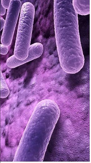 Bacteria rod shaped 3D animation #becteria # microorganism # bacteriology