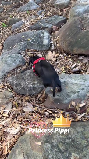 Bearded Postman Pat (@postman.pat261)’s videos with original sound - Everything EDM