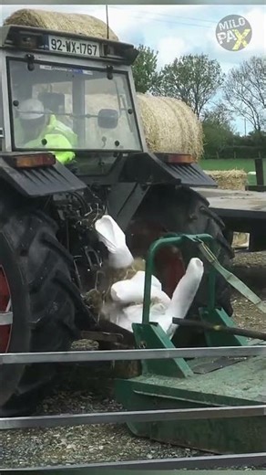 The Hidden Farm Danger That Turns Fatal Fast 💥