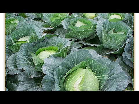 Cabbage farming in Kenya
