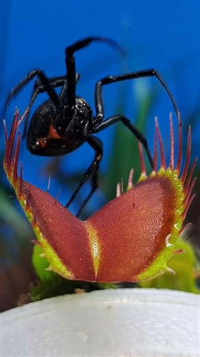 🥵🥵🥵 What a beauty!! My Venus Fly Traps just keep getting better and better with every day that passes this summer. And I still have around 3 more months of these amazing carnivorous plants still pushing out new traps! I can't wait until that last flush comes and some real monsters are released! But honestly even the ones right now are show stoppers with those vibrant red colors. BIO 👀 #carnivorousplant #tropicalplants #venusflytrap #flytrap | Carnivorous Plants Journey