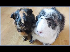 Wheek-ly Vlog 68: Lots of Guinea Pig Squeaking & Spot Cleaning