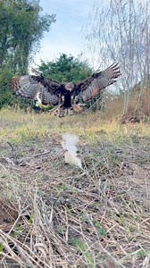 200K views · 1.5K reactions | When eagles hunt their prey without mercy #Eagles #everyonehighlightsfollowers #eagle #How #easyrecipe #skill #picturechallenge #hunting #hawkeagle #goldeneagle #eating | Changeable Hawk Eagle Life | Facebook