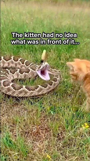 Kitten didn't see the danger in the grass... 🐍 #snake #cute #cat