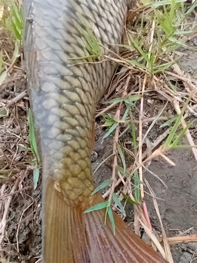 Big Common Carp Fishing Tips