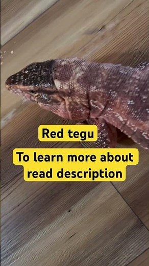 What Is a Red Tegu? | Giant Lizard Explained