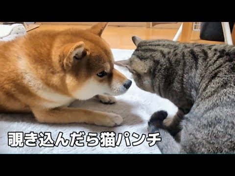 のぞき込んだだけで猫パンチされ、猫に足の匂いを嗅がれてもじっと耐える柴犬の救世主は子猫ハチ。