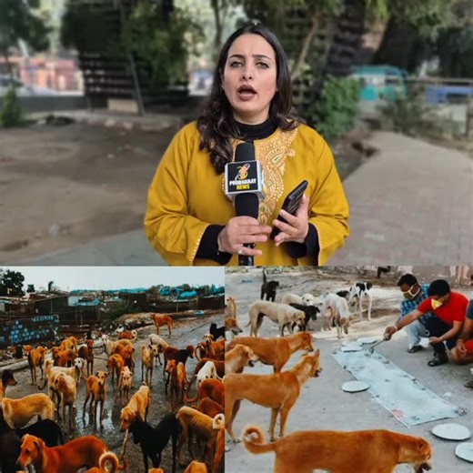 ProBharat News on Instagram: "Supreme Court says dog feeders will be held accountable for dog-bite incidents #doglover #doglifｅ"