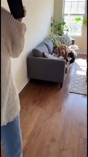 38K views · 155 reactions | Rostos culpados: um duo travesso! Rostos culpados: um duo travesso! Generated using Kling AI . . . (Apenas para fins de entretenimento. Consulte profissionais se forem apresentadas orientações sobre atividades. Nenhuma afiliação a marcas está implícita se alguma for mostrada. Se inspirado em fatos reais, podem ser incluídas adaptações criativas. O conteúdo pode incluir imagens públicas.) | Fabiosa: Facilitando a sua vida | Facebook