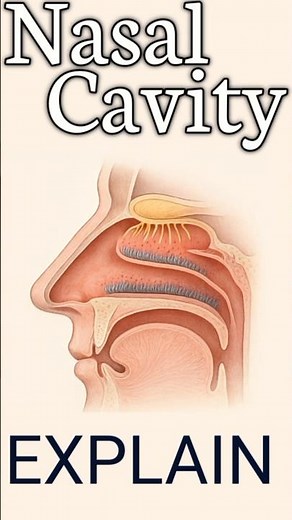 Nose & Nasal Cavity — Structure & Function Overview #nose #anatomy #nursing_dose