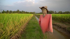 Scarecrow in rice field.