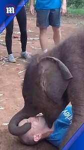 Imagine getting cuddled by a baby elephant?! 😅 | Daily Mail Video