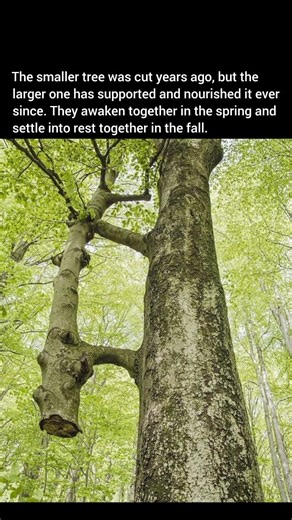 When two trees become one.