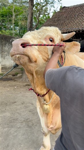 19K views · 427 reactions | Sapi jumbo 1 ton up #sapi #cow #bull | Revan Dolan Kandang | Facebook