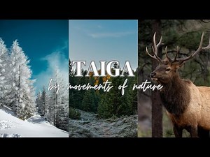 NORTHERN CONIFEROUS FOREST BIOME | TAIGA 🌲🦌