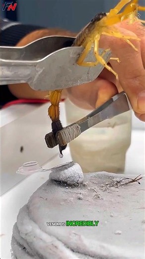Scorpion's 🦂 Venom Extraction | For Medical Research #shorts