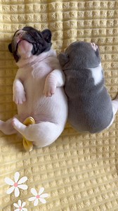 You are my sunshine, my only sunshine…. 🌼 #frenchie #funnydogs #animalovers #puppylove #tuesday #furbaby #dogmom | Oklahoma French Bulldogs