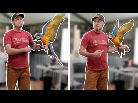 Attacked by a Macaw on Camera!