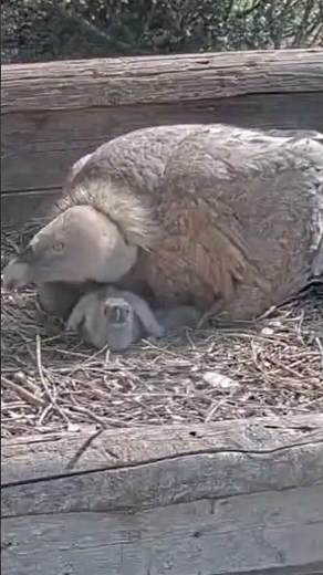 🦅🤯 “This Vulture Chick Is SO TINY! 😱💛