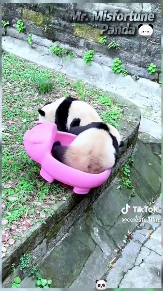 Panda Fun Moments: Cute and Funny Panda Videos