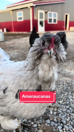 The Ameraucana breed was originally developed in the 1970s, derived from Araucanas. The breed was developed as an attempt to retain the blue egg laying gene that Araucanas carry while breeding out the lethal ear tuft gene that often kills Ameraucana chicks just days before hatch. #ameraucana #backyardchickens #chickentok #fyp #foryou #foryoupage #learnontiktok #chickenmom #backyardflock #chickentender