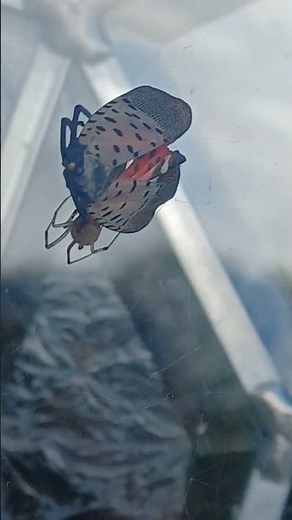 Tiger Moth vs. Spider! part 1 #nature