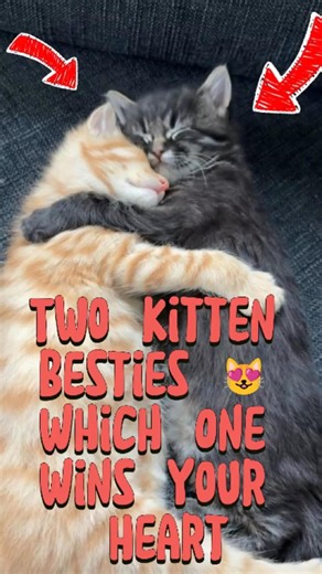 Two Kitten Besties 😻 Which One Wins Your Heart?