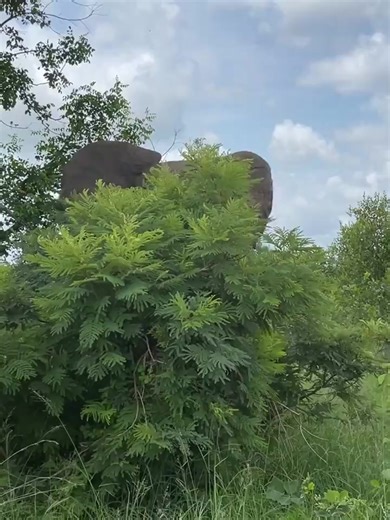 3.4K views · 126 reactions | The super rare "elephant ear" plant that only "blooms" once a year 華   Edward Themba | Roar Wildlife News | Facebook