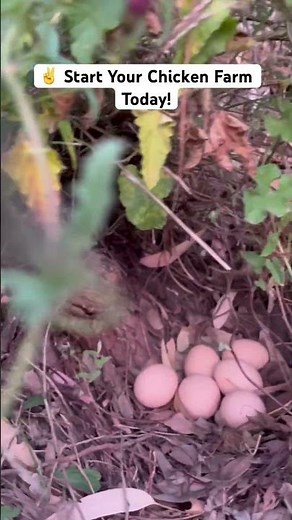 How to Start Chicken Farming for Beginners 🐔 | Raise Healthy Chickens & Get More Eggs Fast!"