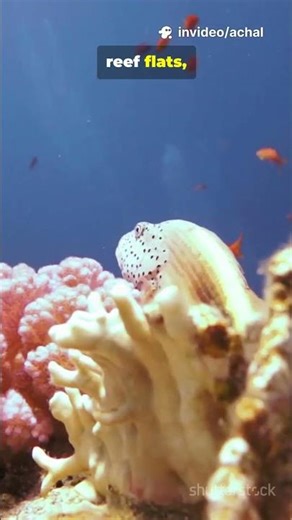 #StreakedSpinefoot #SiganusJavus #Rabbitfish #MarineLife #CoralReef #SeaFish