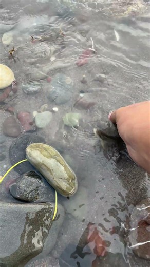 🐠 投網は綺麗に開く？