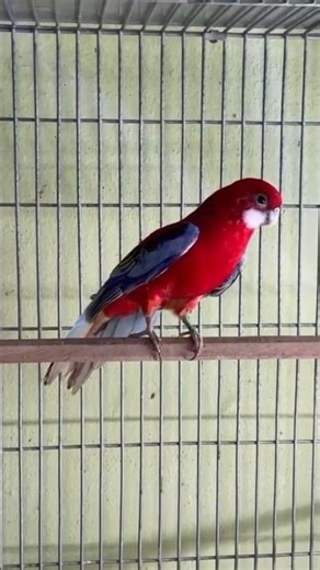 Rosella Parrot Singing Sweet Melody 🎶🌈 | Nature’s Colorful Singer#shorts