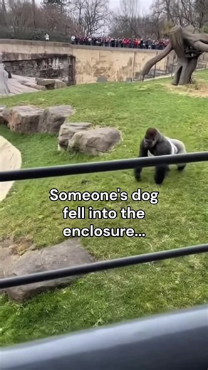 Gorilla Negotiator: A Heartwarming Moment