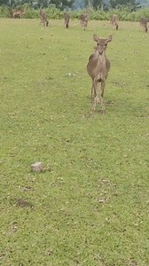 Some deers in a park in Magelang, Indonesia