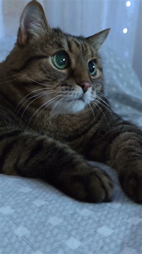 Пятница праздник 👍😉😻🤣 #котушка #cat #кот #юмор #приколы #смех