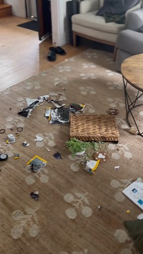 7.4K views · 82 reactions | GSDs require a lot of training and mental stimulation | Koda & Wrigley | Facebook