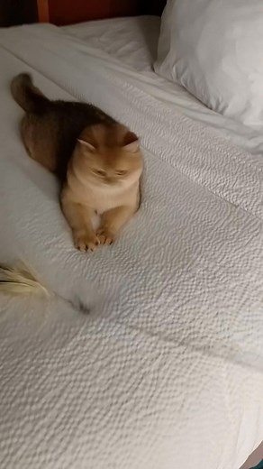 A morning Off... eating a healthy breakfast. In a cool room soft bed | Jill Sullivan