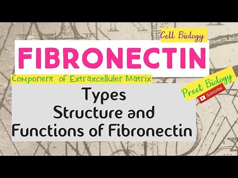 Fibronectin ll Extracellular Matrix ll Cell Biology