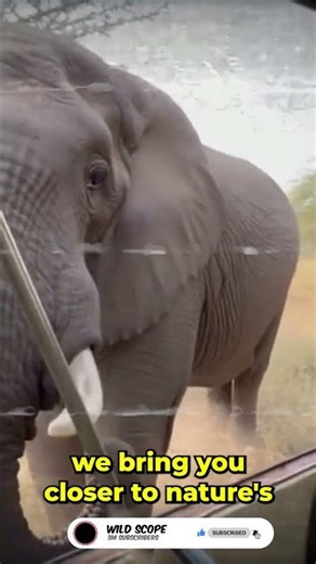 Elephant Approaches Jungle Truck | Heart-Pounding Moment 🐘🚙🌿 #Shorts