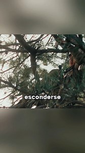 3.3M views · 36K reactions | El soldado trató de evitar ser encontrado por el enemigo #shorts #clipviral | P-famili | Facebook