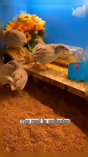 #rutinchicken #Countryside #farm #foryou #tiktok #usa #fyp #egg