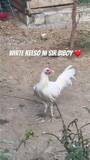 White Kelso 4 Months Old #biboyenriquez #freerangechickens #chicken #viral #backyardchickens