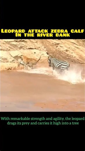 leopard hunts zebra calf in iver bank #wildlife #trending #shorts
