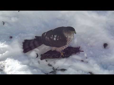 Sharp-shinned Hawk - Caution Graphic video of hawk killing prey