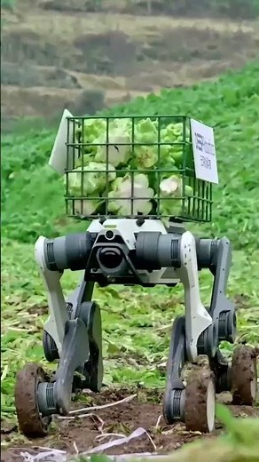 犬型ロボット、ザーサイ原料のカラシナ収穫で活躍 中国重慶市