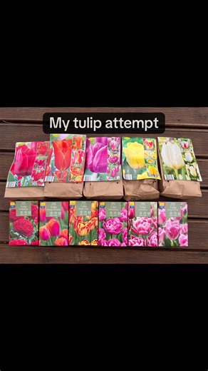 Waiting For The Magic 🌷 Planted my tulips in autumn - now comes the quiet patience before they burst into bloom. Do you enjoy the planting stage or the bloom stage more? Comment below and follow for more bloomandharvest updates. #bulbgarden #springblooms #gardenvibes #homegarden #bloomandharvest