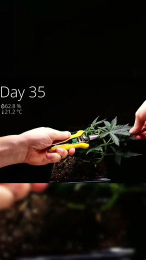 Mini Plant Bonsai Timelapse 🌱