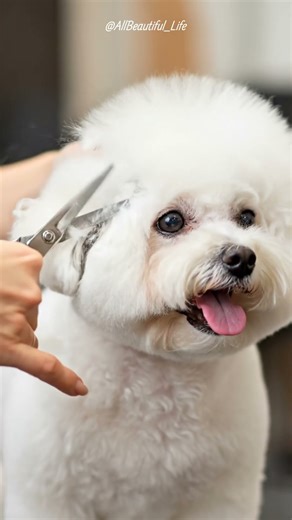 Fluffy Bichon Getting a Trim 🐶✂️