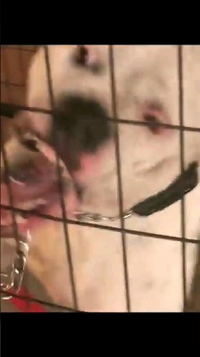 Aggressive American Bulldog trying to break out to attack trainer #aggressivedog #redzonedog