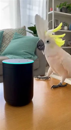 The Fittest Bird in Your Living Room 🦜💪😂